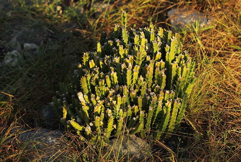 Euphorbia ambroseae photo 4