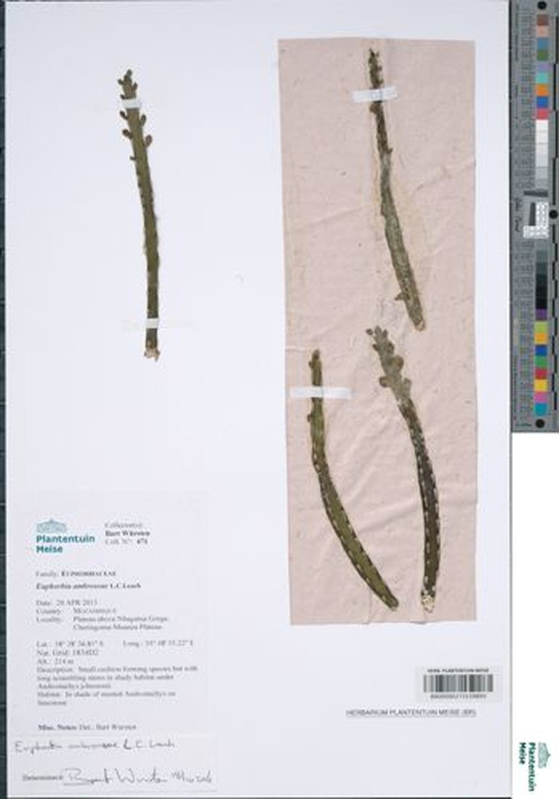 Euphorbia ambroseae photo 8