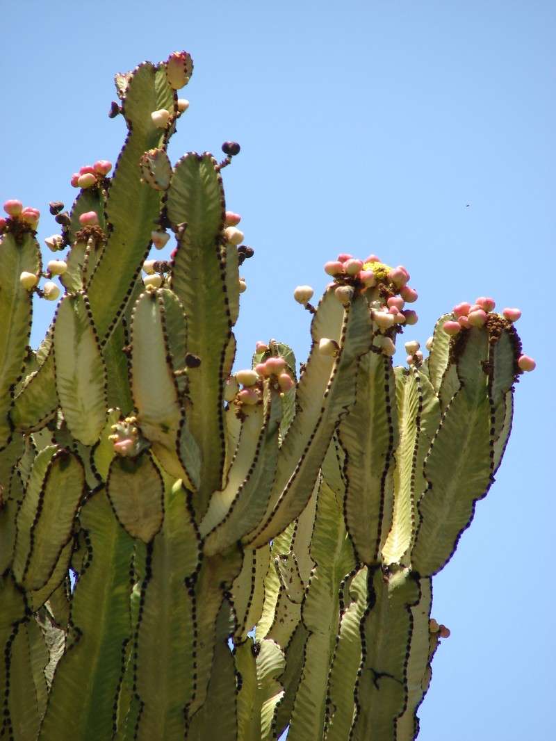 Euphorbia ammak photo 2