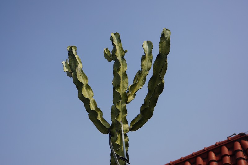 Euphorbia ammak photo 3