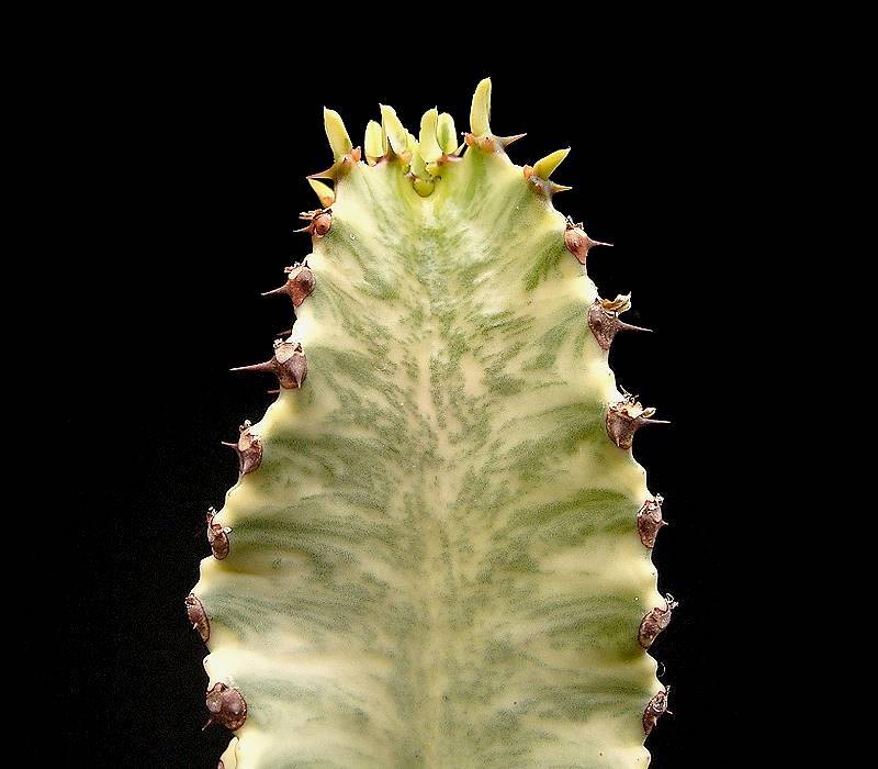 Euphorbia ammak photo 4