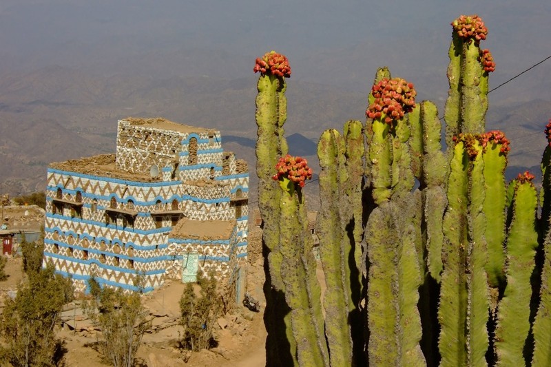 Euphorbia ammak photo 5