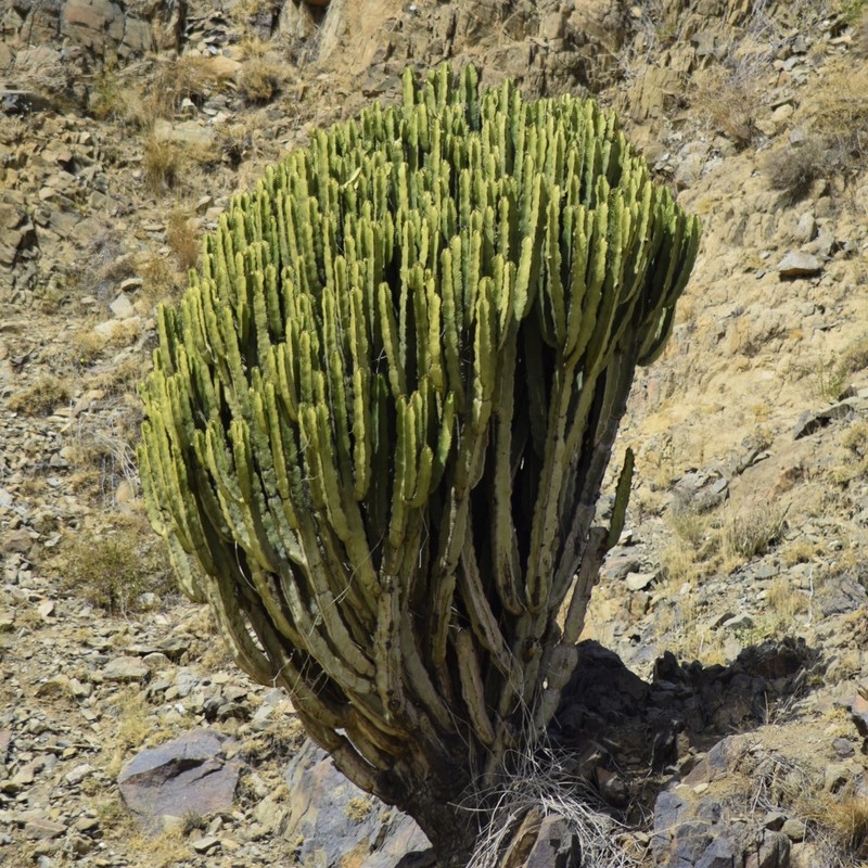 Euphorbia ammak photo 6
