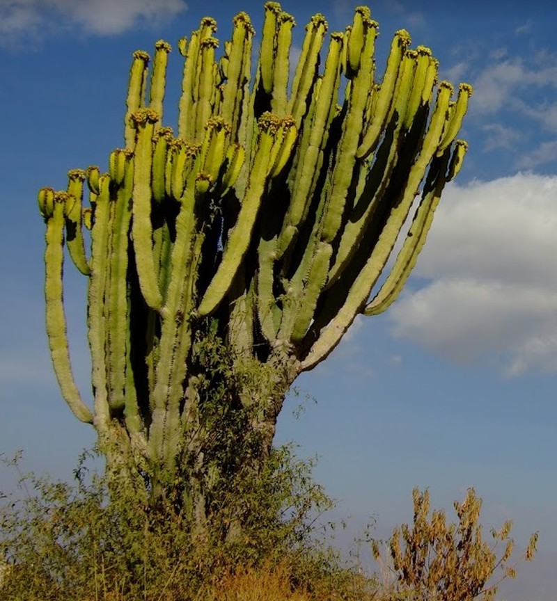 Euphorbia ammak photo 7