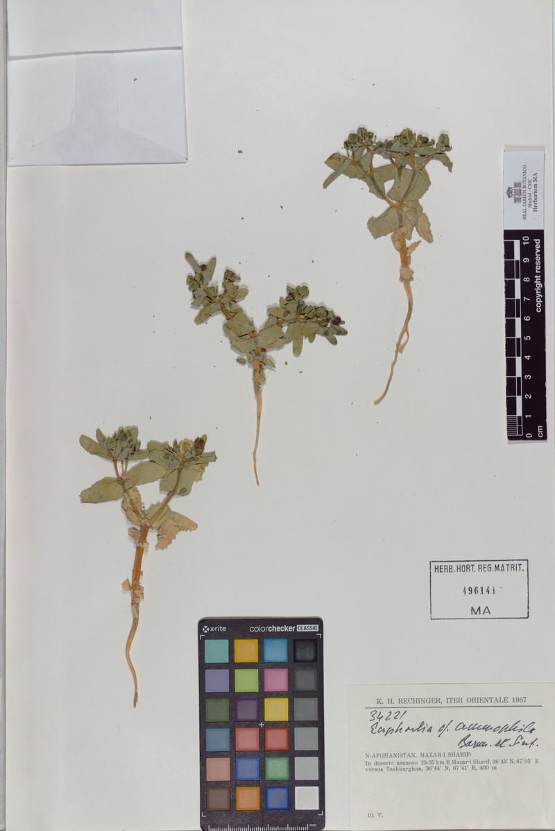 Euphorbia ammophila photo 3