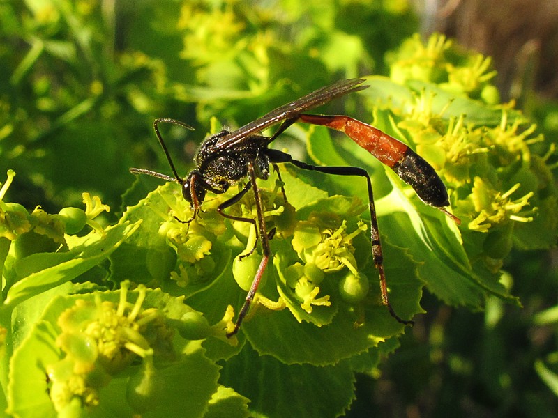 Euphorbia ammophila
