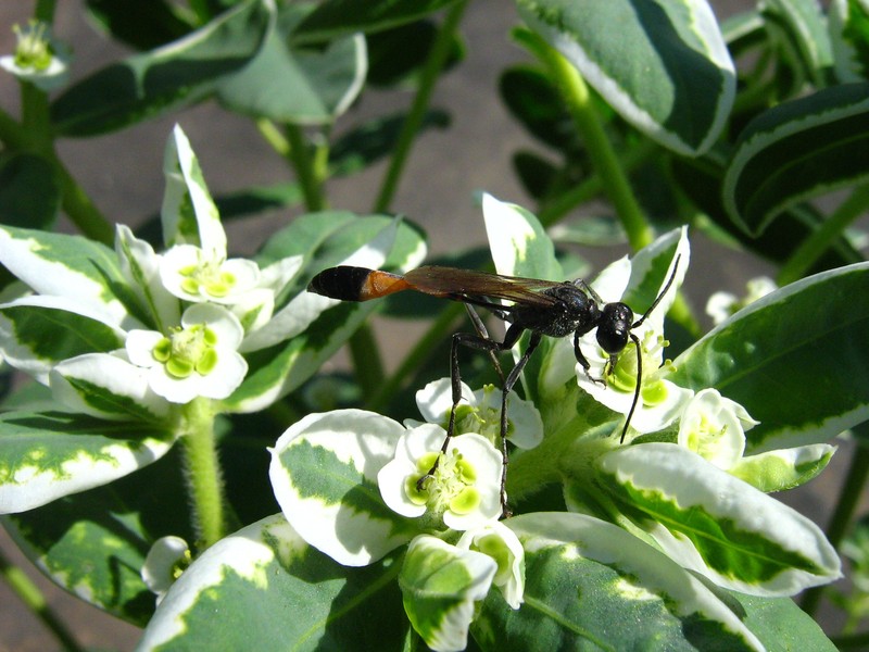 Euphorbia ammophila photo 4