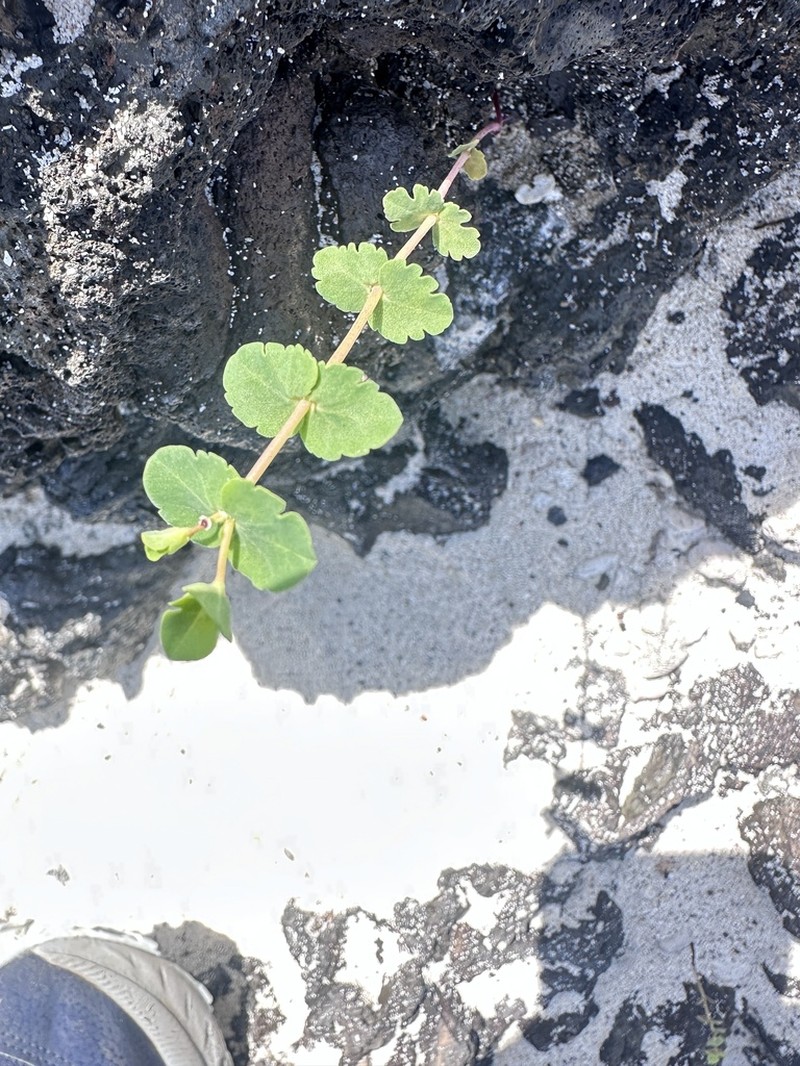Euphorbia amplexicaulis photo 2