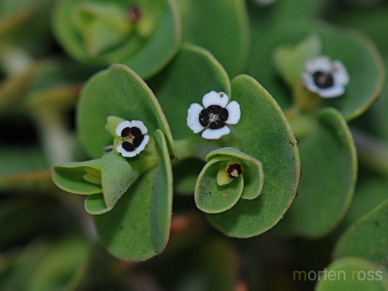 Euphorbia amplexicaulis photo 3
