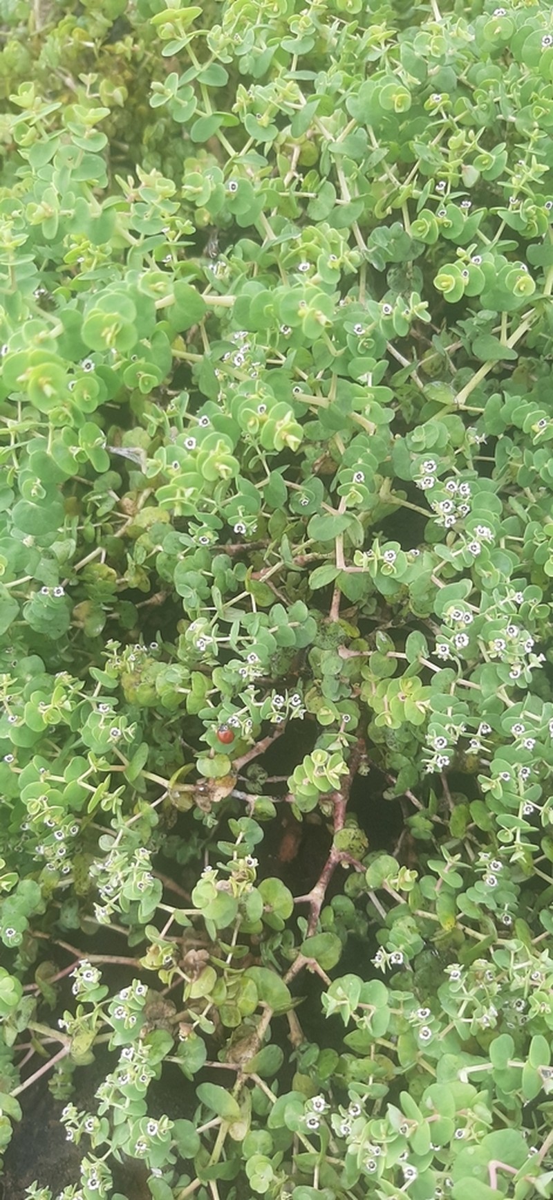 Euphorbia amplexicaulis photo 4