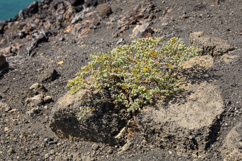 Euphorbia amplexicaulis photo 5