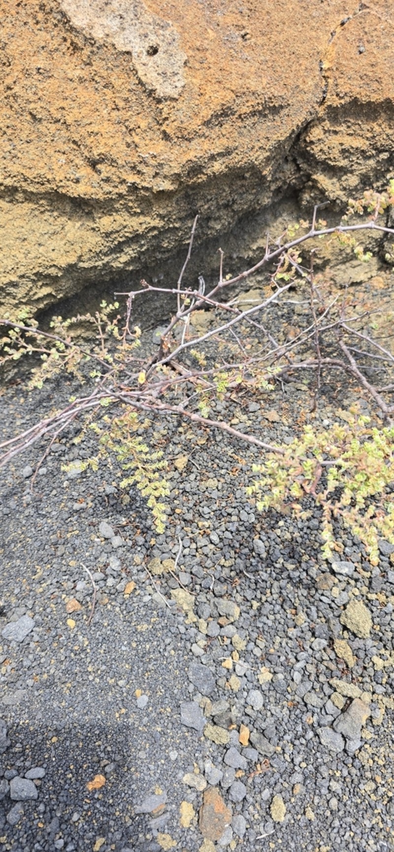 Euphorbia amplexicaulis photo 6