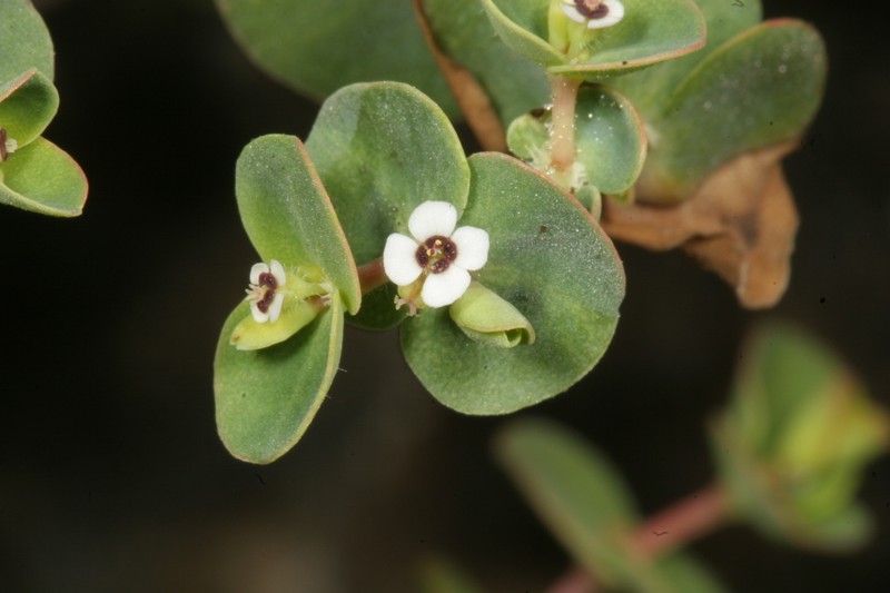 Euphorbia amplexicaulis photo 7
