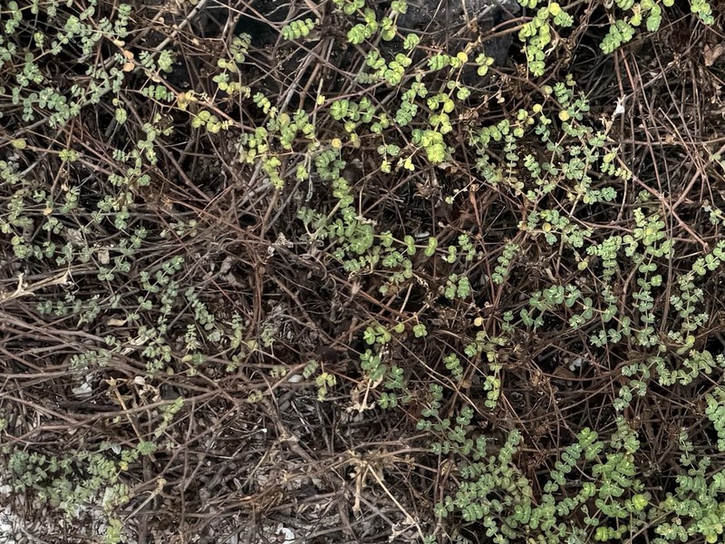 Euphorbia amplexicaulis photo 8