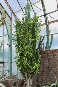 Euphorbia ampliphylla