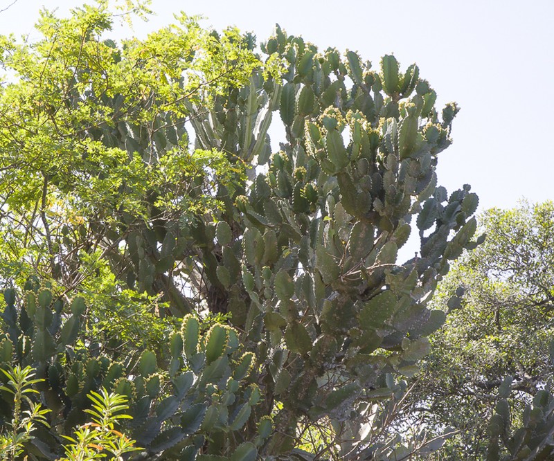 Euphorbia ampliphylla photo 4