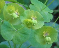 Euphorbia amygdaloides