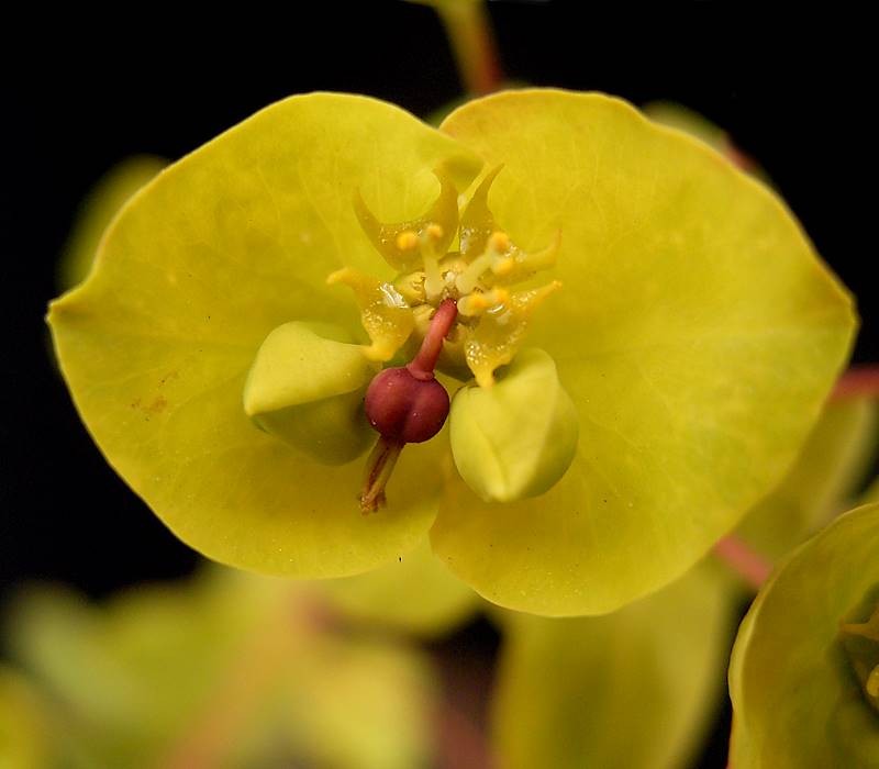 Euphorbia amygdaloides photo 2