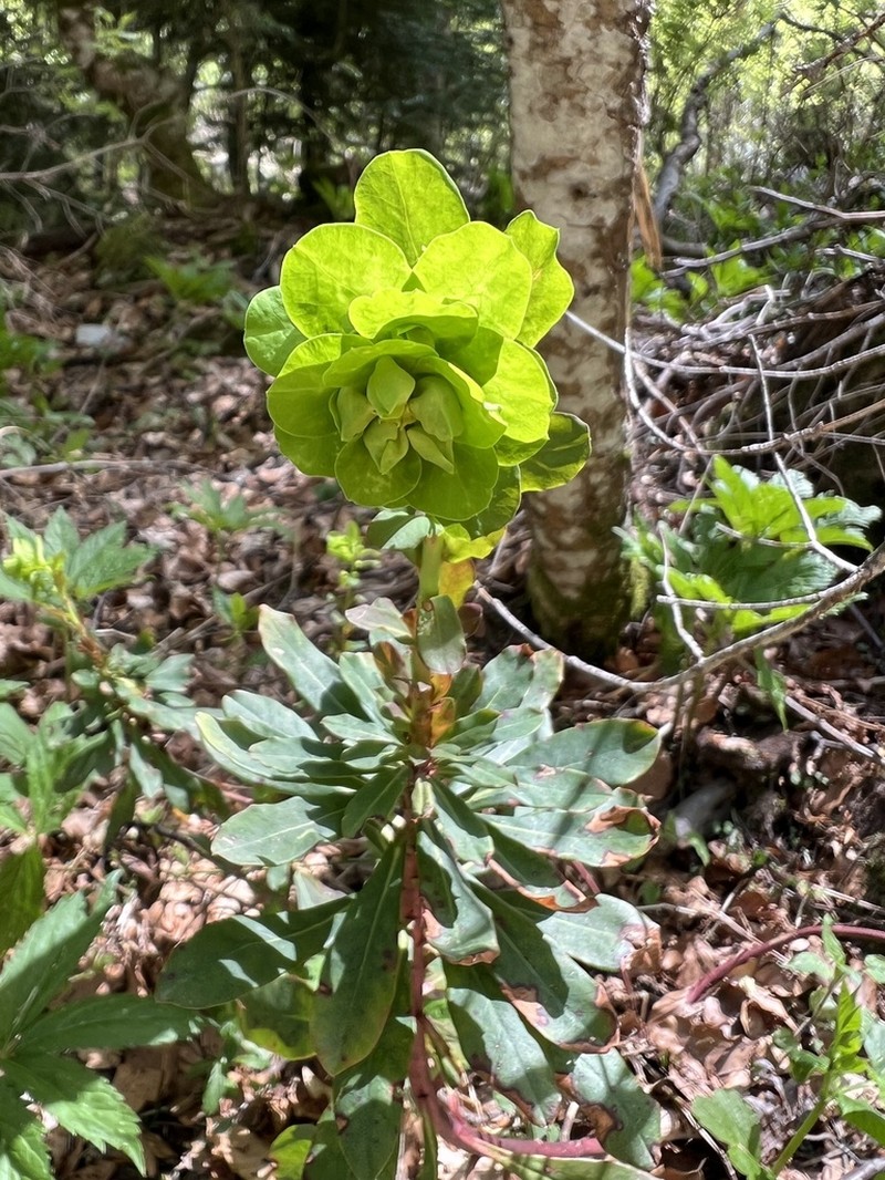 Euphorbia amygdaloides photo 3