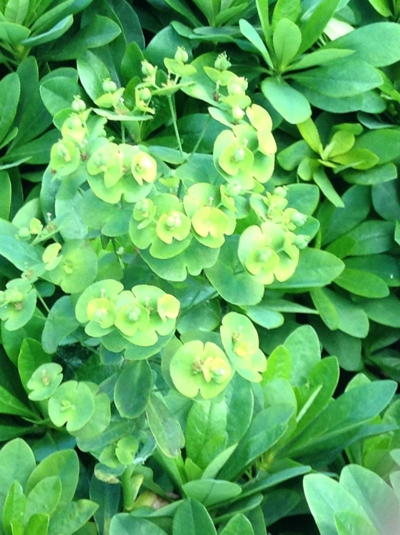 Euphorbia amygdaloides photo 4