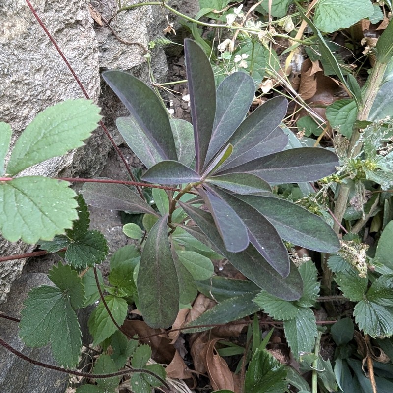 Euphorbia amygdaloides photo 5