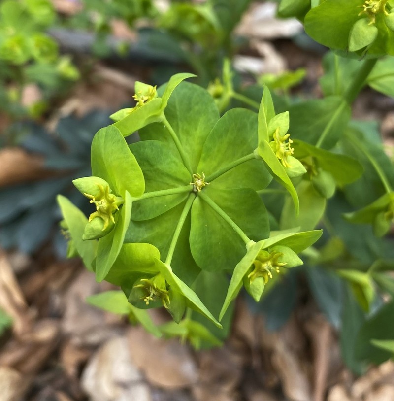 Euphorbia amygdaloides photo 6