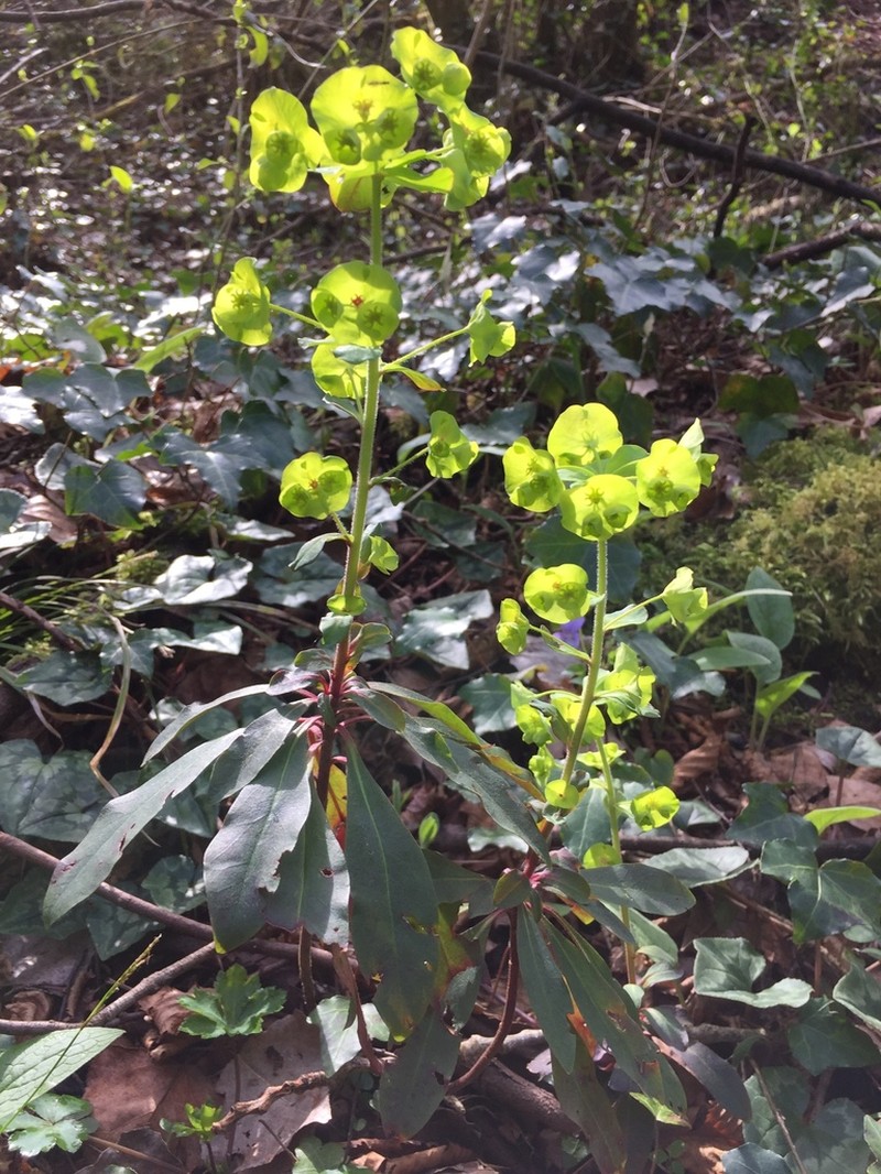 Euphorbia amygdaloides photo 7