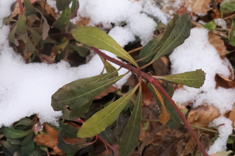 Euphorbia amygdaloides subsp. amygdaloides