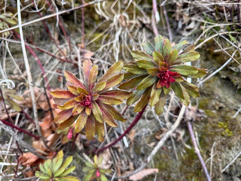 Euphorbia amygdaloides subsp. amygdaloides photo 2