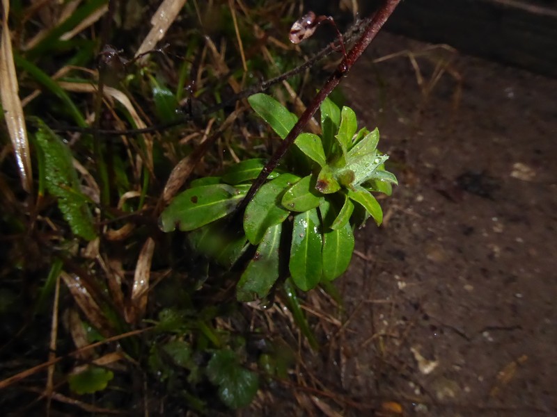 Euphorbia amygdaloides subsp. amygdaloides photo 3