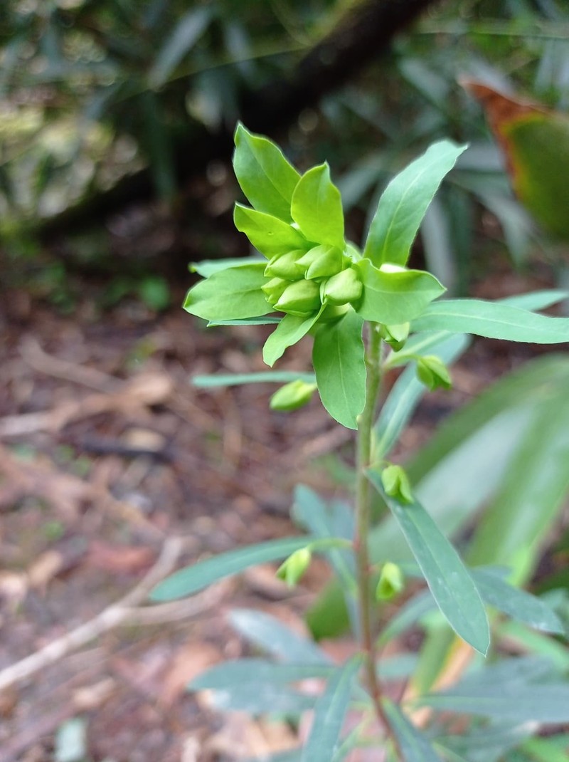 Euphorbia amygdaloides subsp. amygdaloides photo 4