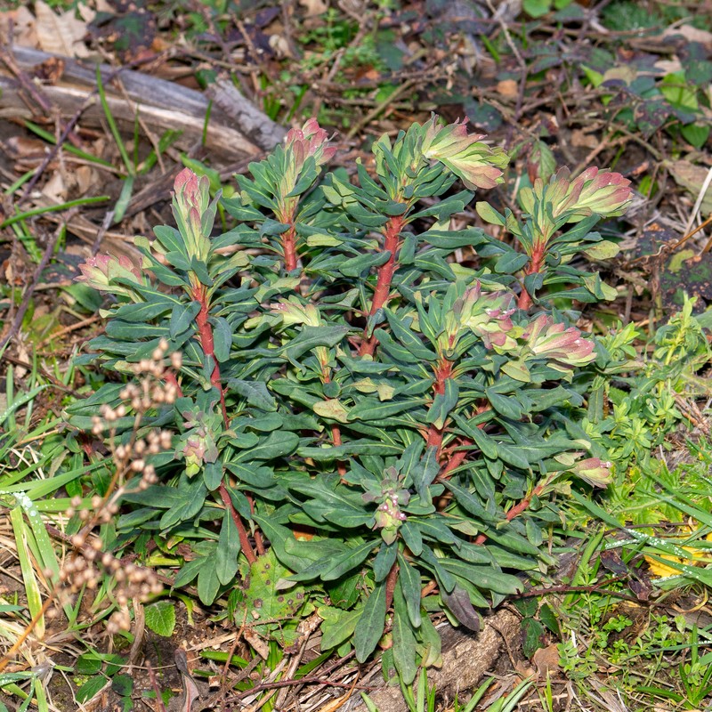 Euphorbia amygdaloides subsp. amygdaloides photo 5
