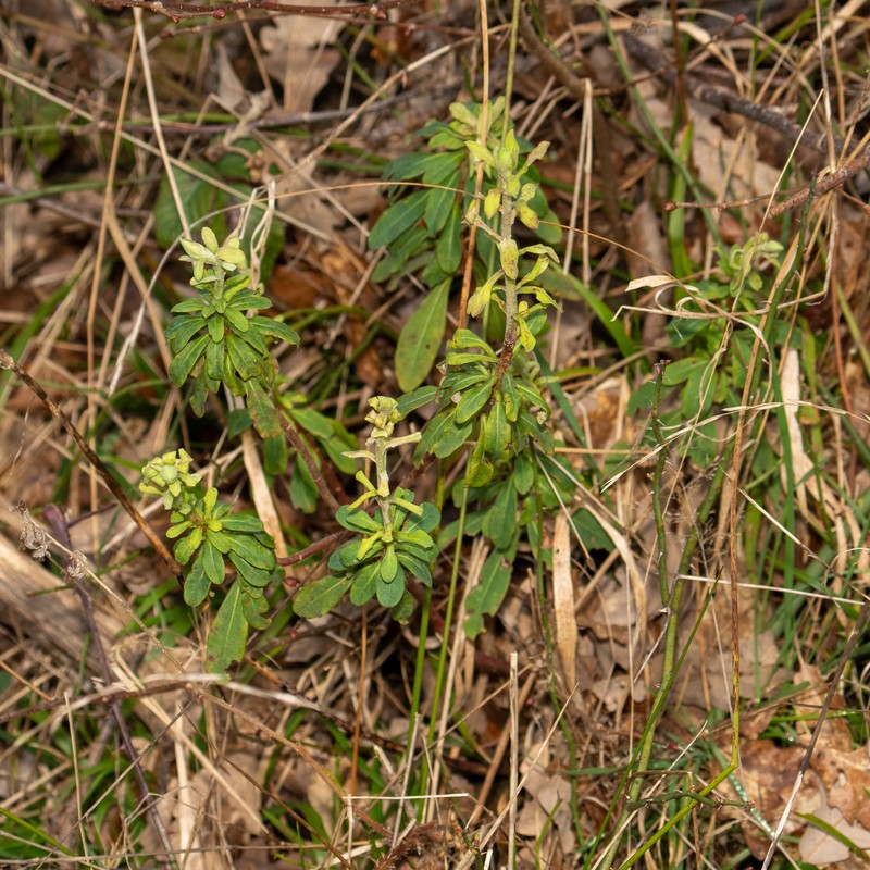 Euphorbia amygdaloides subsp. amygdaloides photo 6