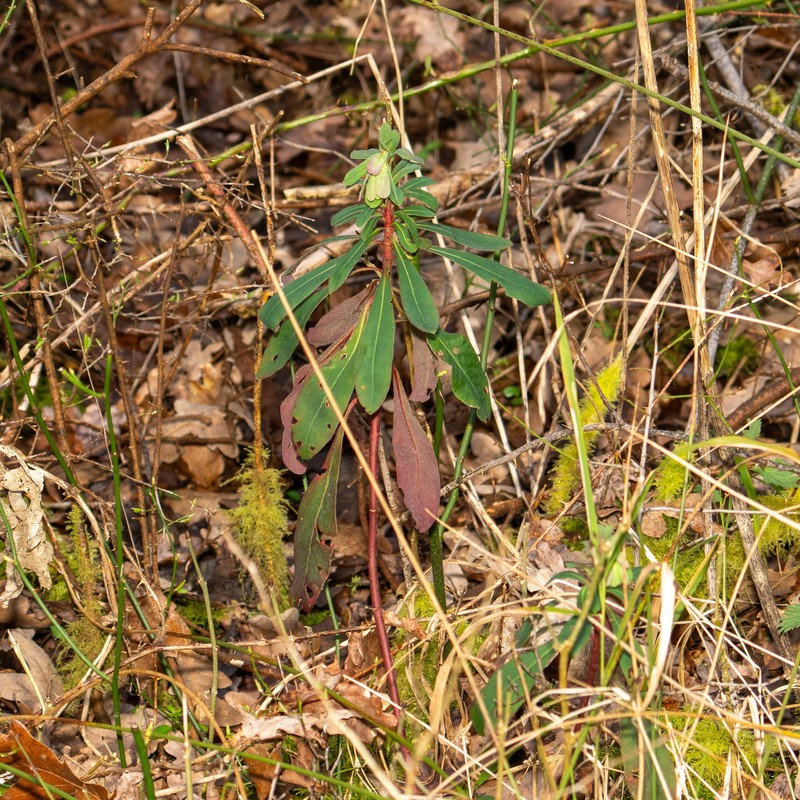 Euphorbia amygdaloides subsp. amygdaloides photo 7