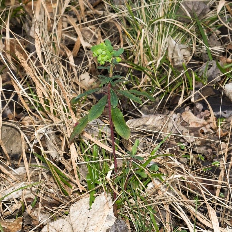 Euphorbia amygdaloides subsp. amygdaloides photo 8