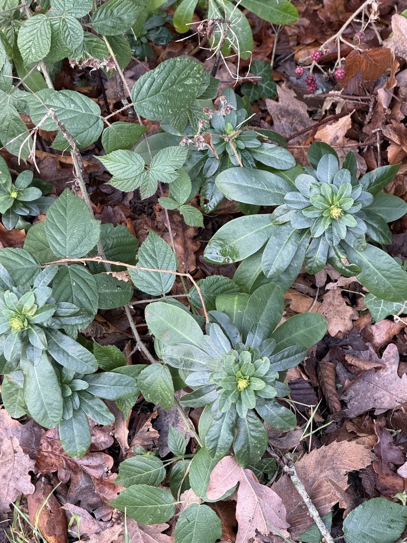 Euphorbia amygdaloides subsp. robbiae