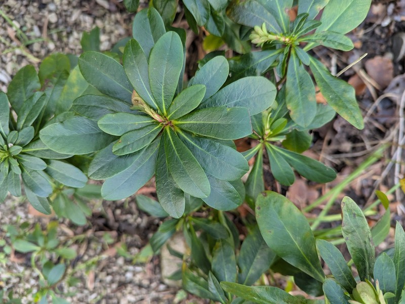Euphorbia amygdaloides subsp. robbiae photo 2