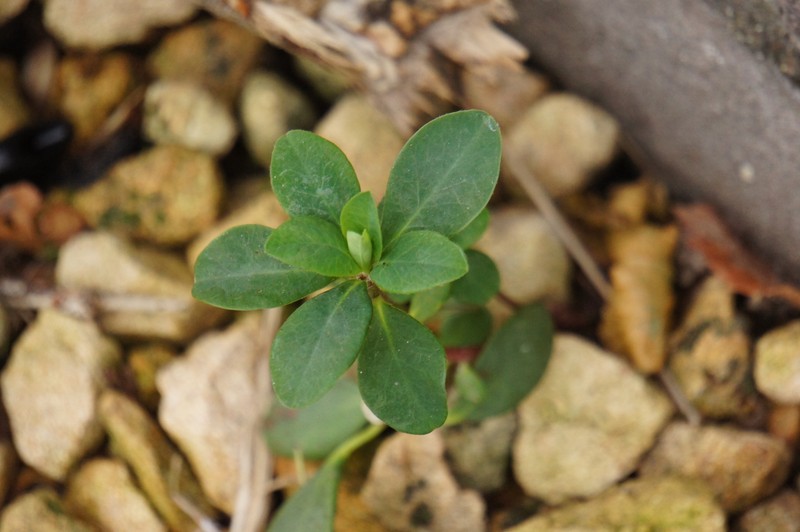 Euphorbia amygdaloides subsp. robbiae photo 3