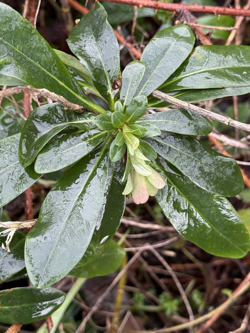 Euphorbia amygdaloides subsp. robbiae photo 4