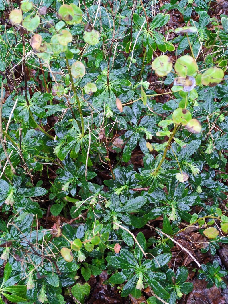 Euphorbia amygdaloides subsp. robbiae photo 5