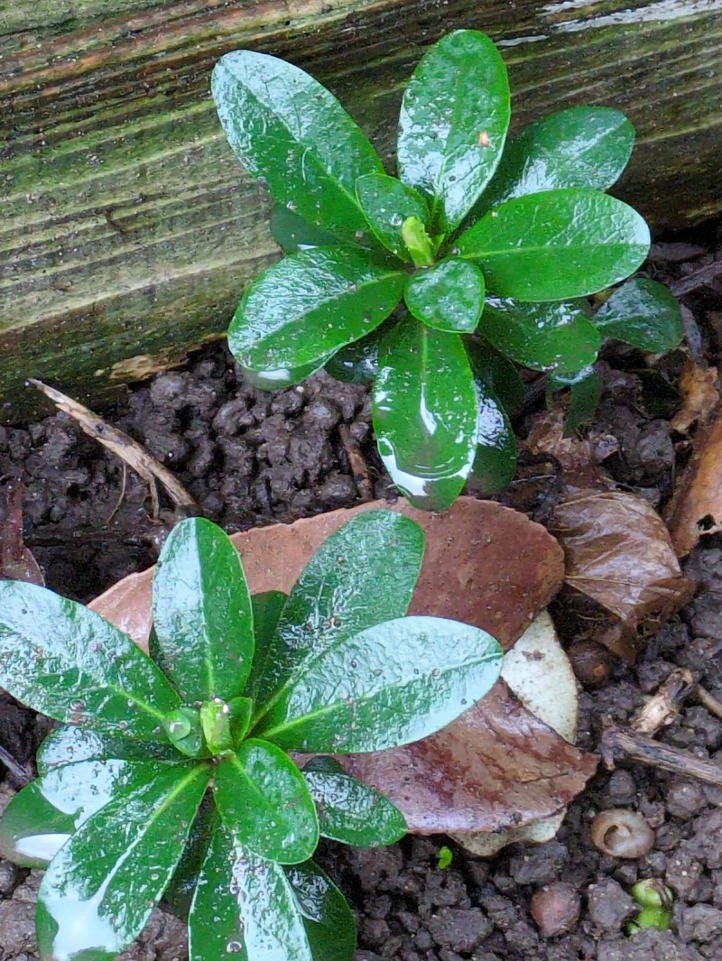 Euphorbia amygdaloides subsp. robbiae photo 6