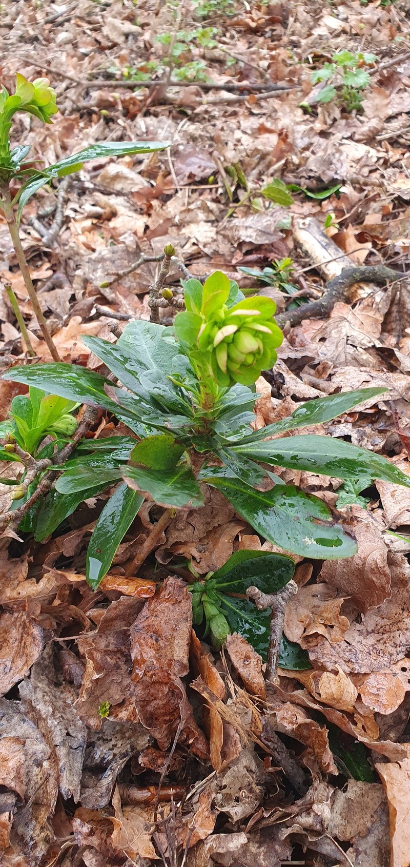 Euphorbia amygdaloides subsp. robbiae photo 7