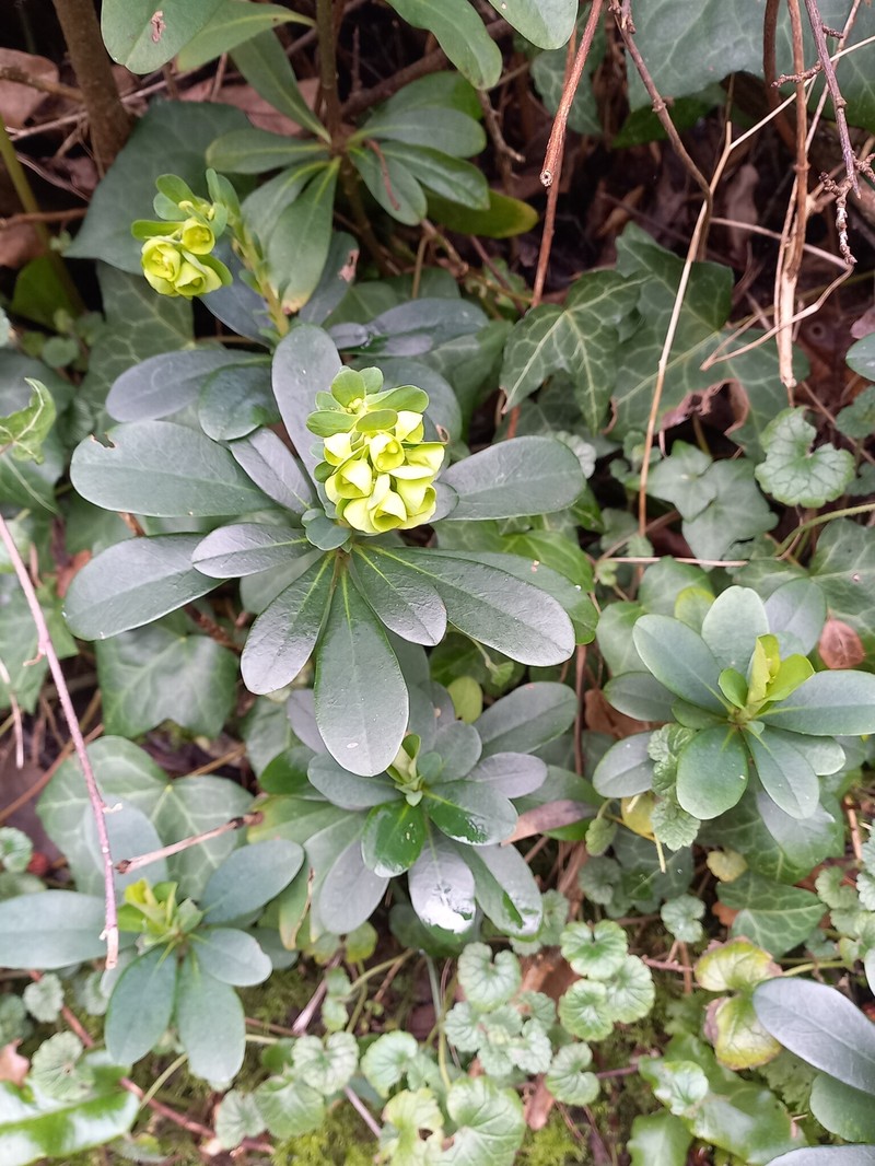 Euphorbia amygdaloides subsp. robbiae photo 8