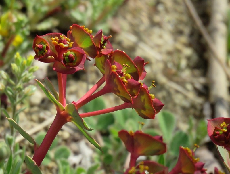 Euphorbia anacampseros