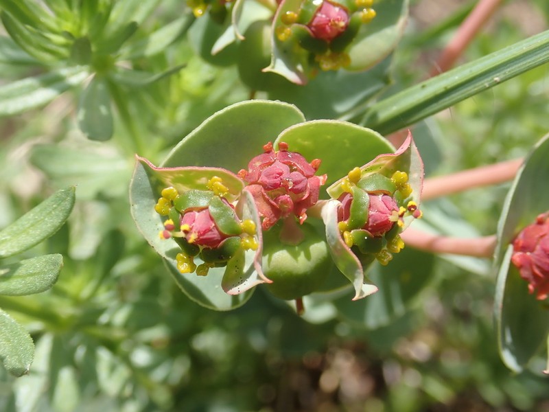 Euphorbia anacampseros photo 2