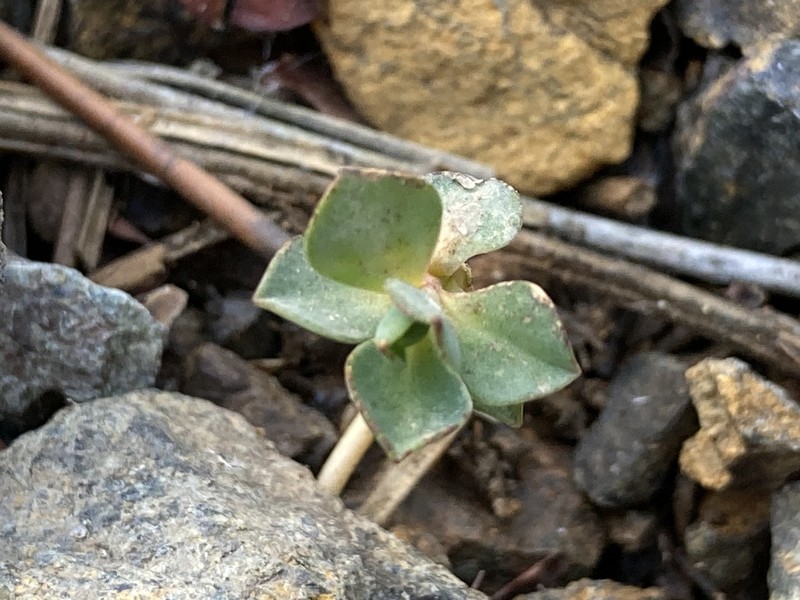 Euphorbia anacampseros photo 3