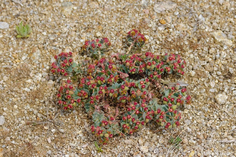 Euphorbia anacampseros photo 4