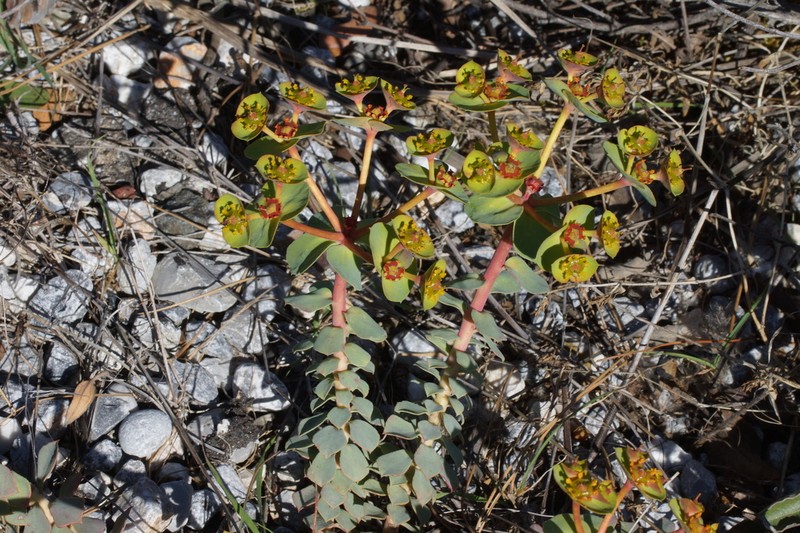 Euphorbia anacampseros photo 5