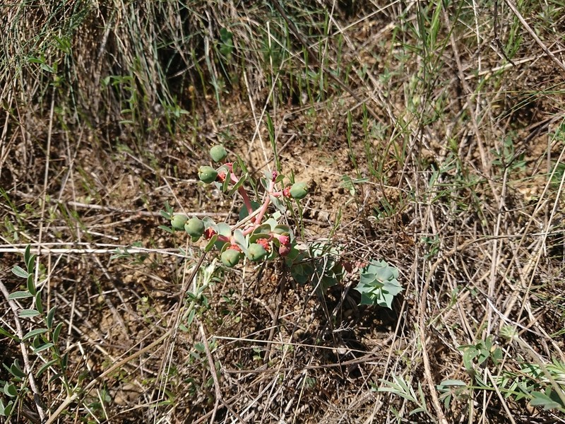 Euphorbia anacampseros photo 6