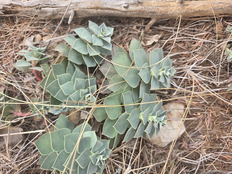Euphorbia anacampseros photo 7